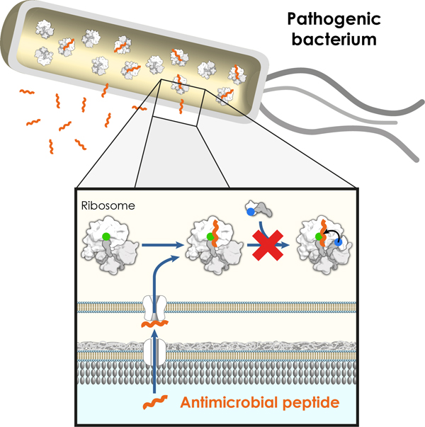 peptides_antimicrobiens_anglais_tailleweb